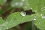 Macro d'automne