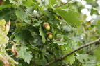 Macro d'automne