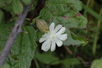 Macro d'automne