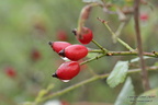 Macro d'automne