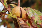 Macro d'automne