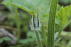 Macro d'automne