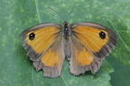 Papillons