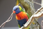 Parc des Oiseaux