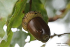Macro d'automne (09/2012)